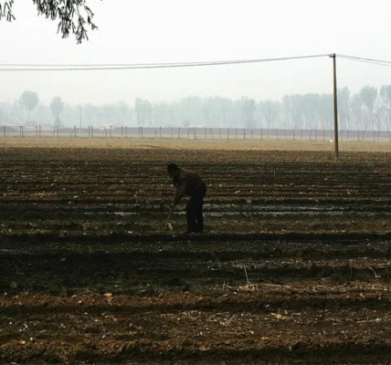 AI Advice Goes Wrong, Farmer Accidentally Destroys 25 Acres of Crops