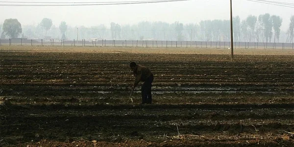 AI Advice Goes Wrong, Farmer Accidentally Destroys 25 Acres of Crops