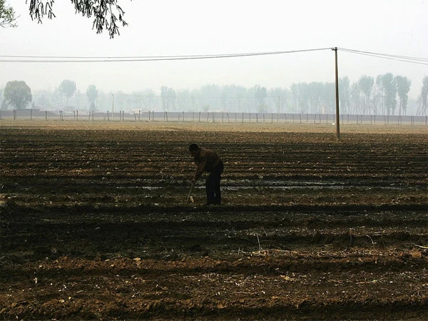 AI Advice Goes Wrong, Farmer Accidentally Destroys 25 Acres of Crops
